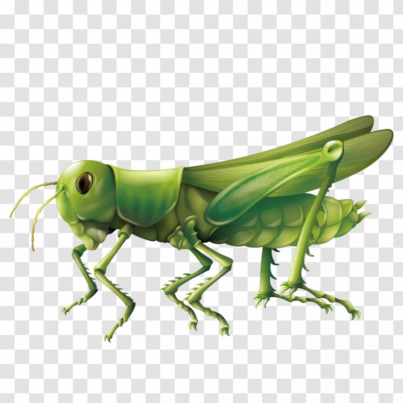 Grasshopper Diagram Illustration - Photography - Vector Transparent PNG