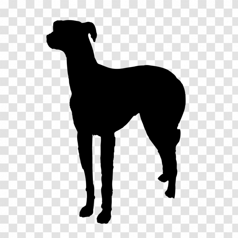 Italian Greyhound Pet Sitting Dog Walking Breed - Like Mammal - Dogs Vector Transparent PNG