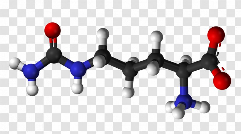 Citrulline Amino Acid Arginine Metabolic Waste - 1930 Ball Transparent PNG