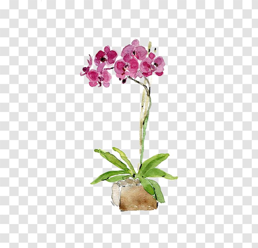 Watercolor Painting Orchids Drawing Printmaking - Flowers Transparent PNG