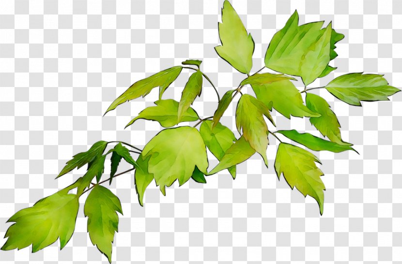 Twig Plant Stem Leaf Plants - Houseplant Transparent PNG