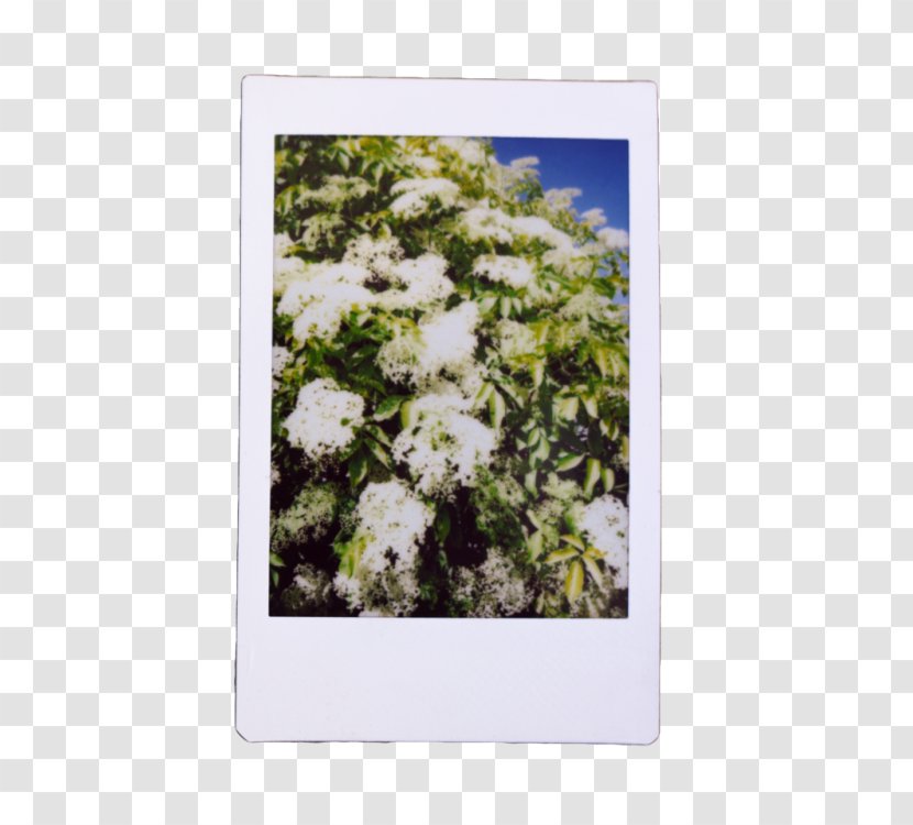 Wildflower Shrub Sky Plc - Reee Transparent PNG