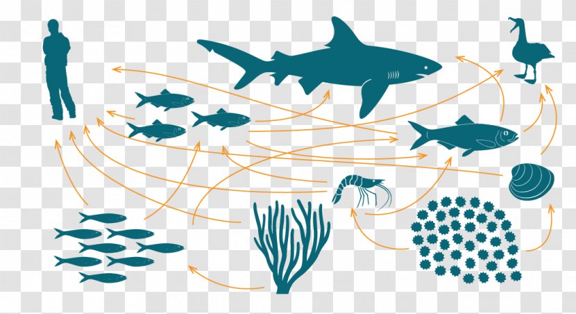 Food Chain Web Marine Ecosystem Bioaccumulation - Teia Transparent PNG