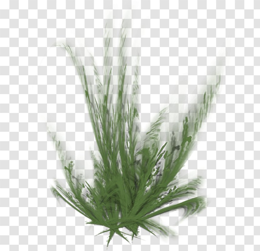 Grasses Herbaceous Plant Painting Ryegrass - Grass Transparent PNG