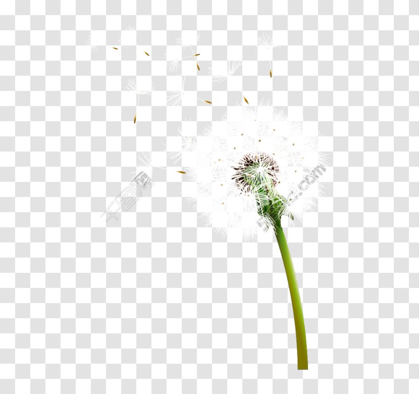 Flower Plant Stem Stock Photography Close-up - Grass - Dandelion Transparent PNG