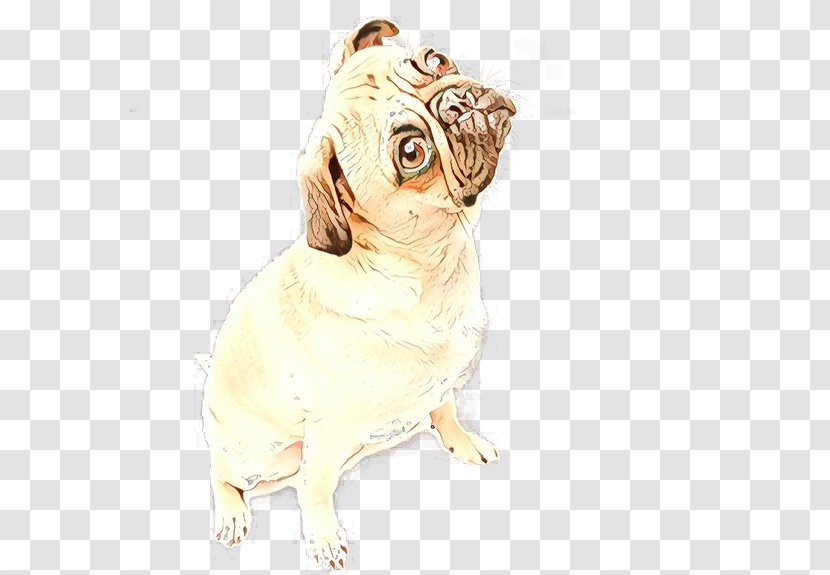 Dog Pug Companion Sporting Group Fawn - Drawing Transparent PNG