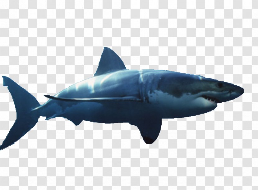 Great White Shark Image Hammerhead Bull - Marine Mammal - Fin Tiburon Transparent PNG