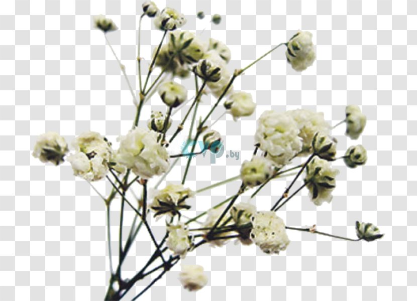 Floral Design Cut Flowers Twig Plant Stem - Flora Transparent PNG