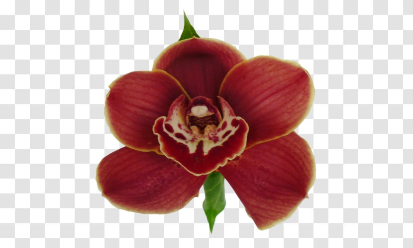 Moth Orchids Magenta Herbaceous Plant - Orchid Transparent PNG
