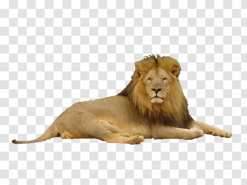 Lion Felidae Big Cat - Mammal Transparent PNG