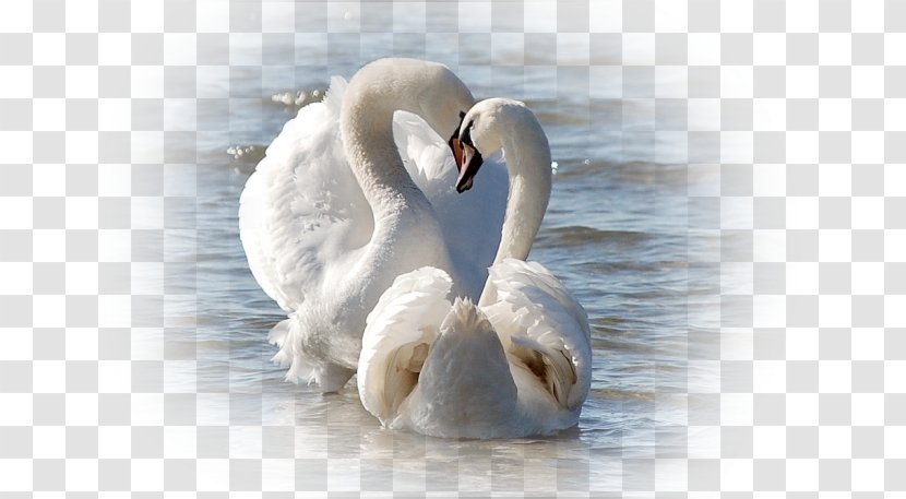 Love Happiness Fidelity Friendship JW MEMORY - Ducks Geese And Swans - душа Transparent PNG