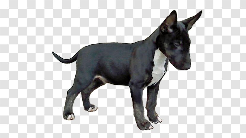 Old English Terrier Staffordshire Bull American Pit - Pyoderma Transparent PNG