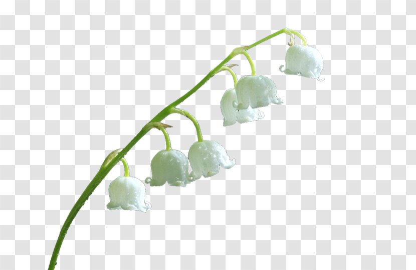Blog Lily Of The Valley - Tistory - หมา Transparent PNG