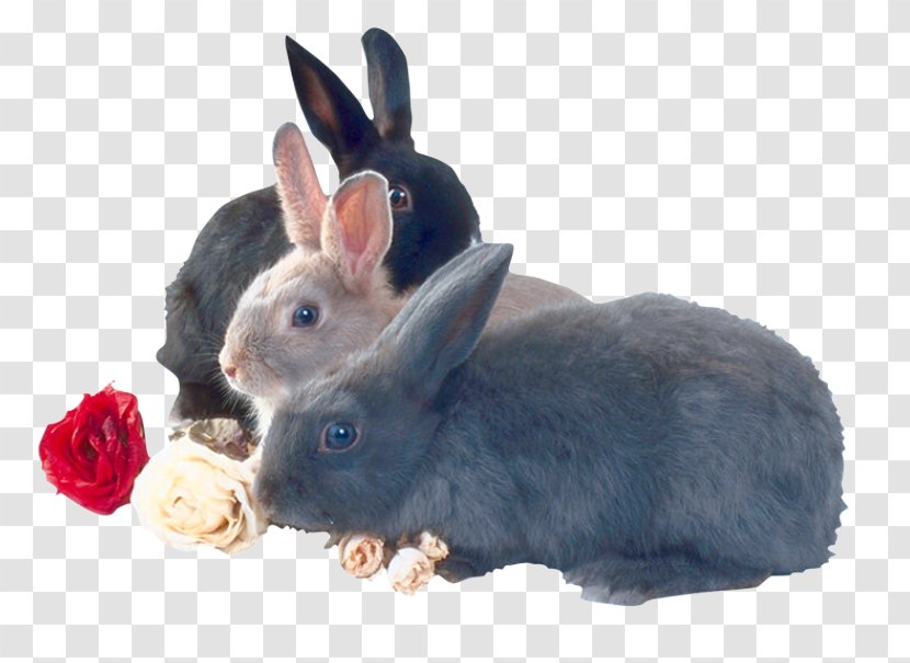 Domestic Rabbit Guinea Pig Leporids - Three Friendly Transparent PNG