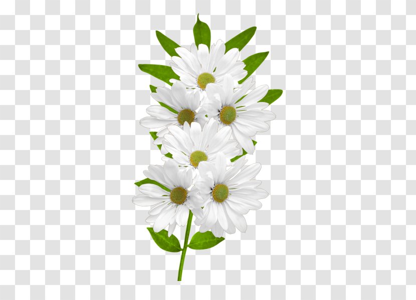 Flower Common Daisy Clip Art - Flowering Plant - White Daisies Clipart Transparent PNG