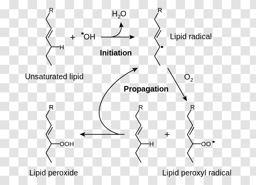 Lipid Peroxidation Rancidification Redox Radical - Text - Fatty Acid Transparent PNG