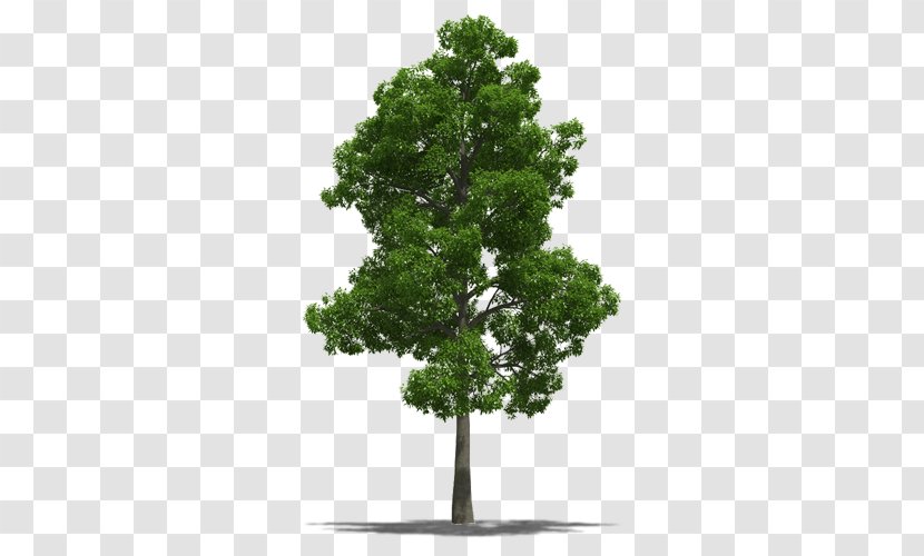 Jamaica National Symbol Talipariti Elatum Tree - Houseplant Transparent PNG