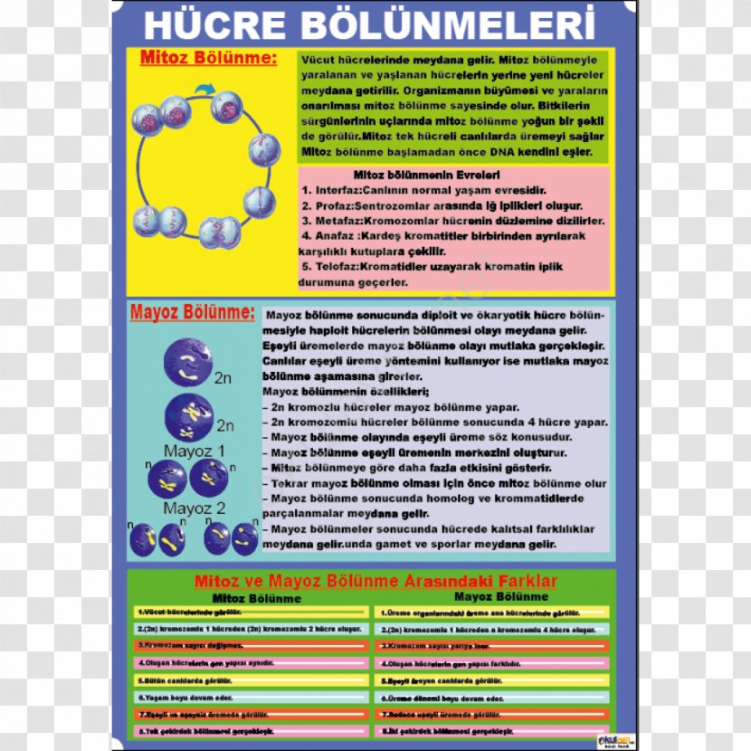 Poster Cell Division Exact Science Mitosis - Chromatin - Fen Bizi Transparent PNG