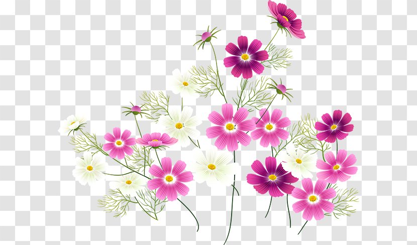 Flower Floral Design Garden Cosmos Motif Spring - Plant Stem Transparent PNG