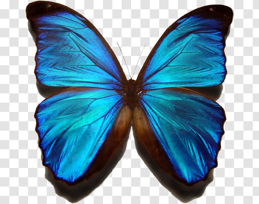 Butterfly Cartoon - Pollinator - Pieridae Riodinidae Transparent PNG