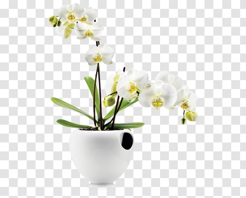 Orchids Plant Flowerpot Watering Cans - Moth Orchid Transparent PNG