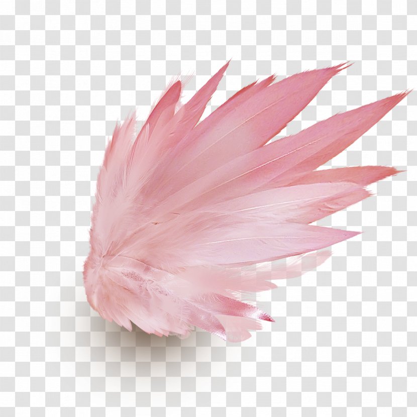 Drawing - Angel Wing - Feather Transparent PNG