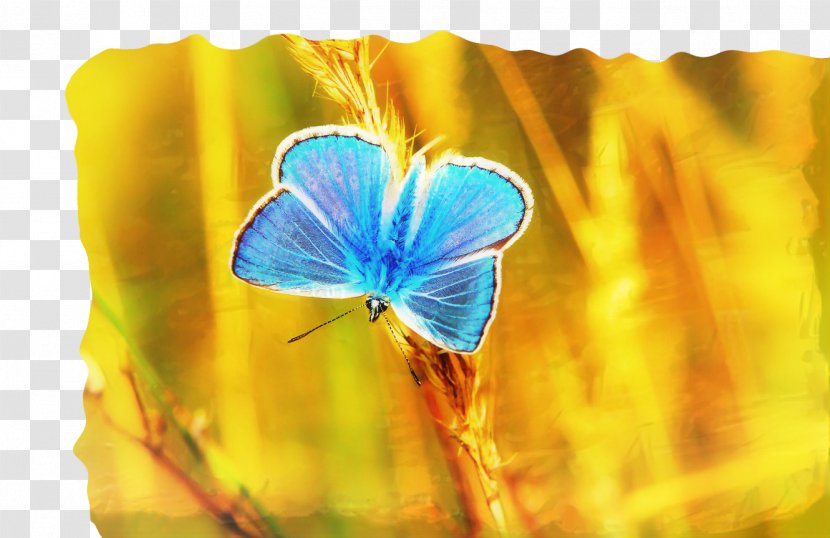 Love Unity Of Palm Harbor, FL Butterfly Getting Naked With Nate Image - Selfesteem - Education Transparent PNG