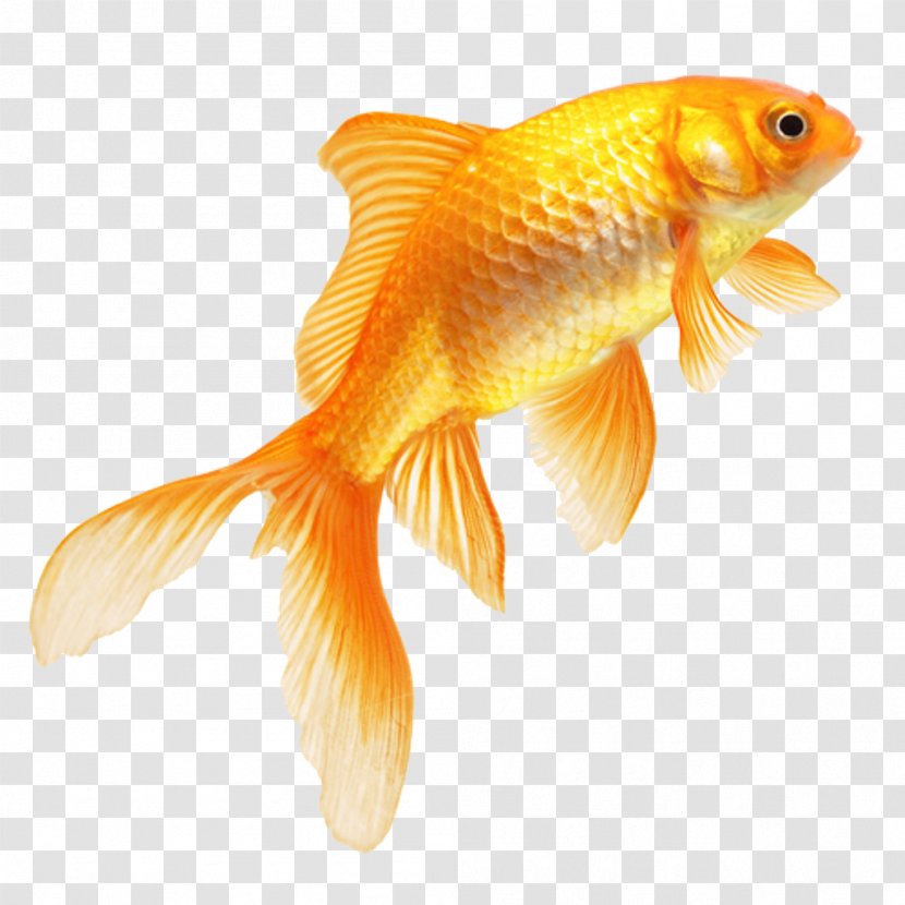 Common Goldfish Ryukin Butterfly Tail Koi Ray-finned Fishes - Organism - Cuttlefish Fungus Transparent PNG