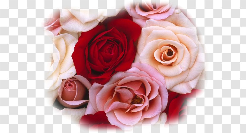 Rose Flower Bouquet Red White - Arranging Transparent PNG