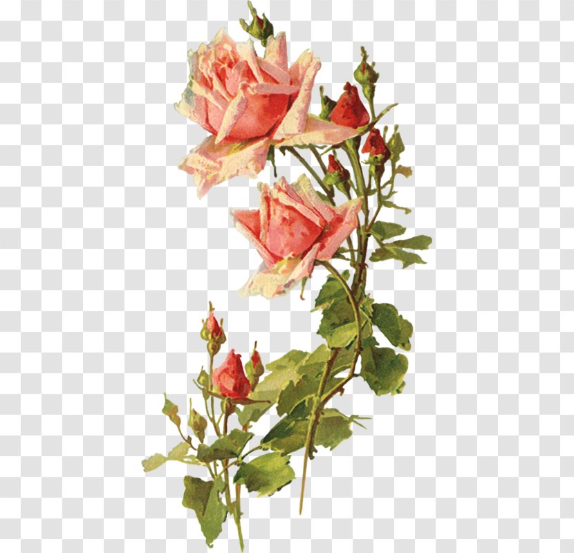 Garden Roses Clip Art Flower Decoupage - Plant Stem - Rose Transparent PNG