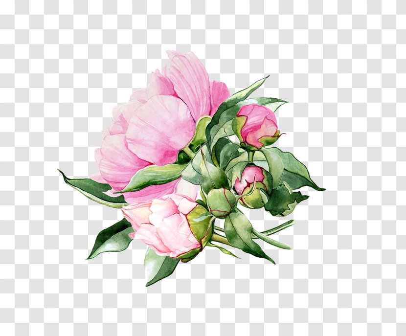 Garden Roses Watercolor Painting Flower - Arranging Transparent PNG