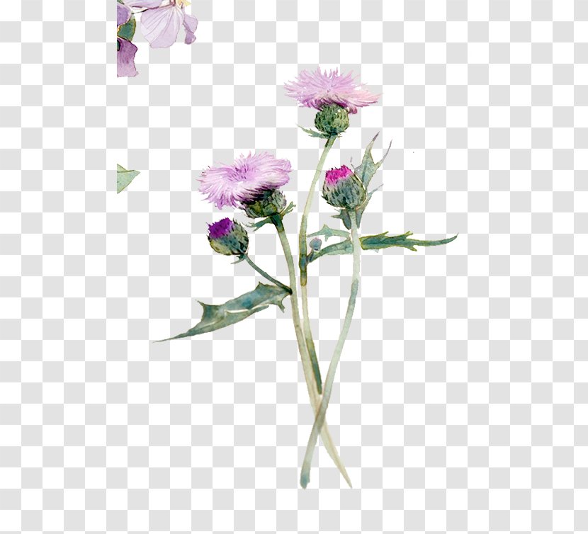 Cauliflower Leaf - Rose Family - Cirsium Transparent PNG
