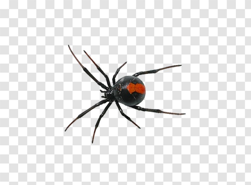 Spider Southern Black Widow Clip Art - Watercolor - Crawling Insect Transparent PNG