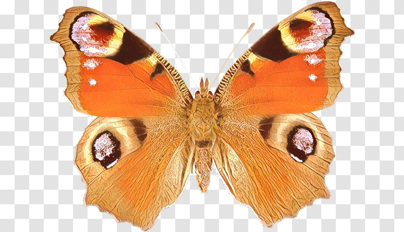 Moths And Butterflies Butterfly Cynthia (subgenus) Insect Aglais Io Transparent PNG