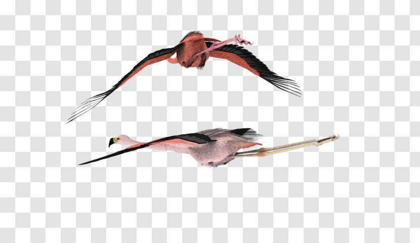 DeviantArt Stock Photography Clip Art - Bird - American Flamingo Transparent PNG