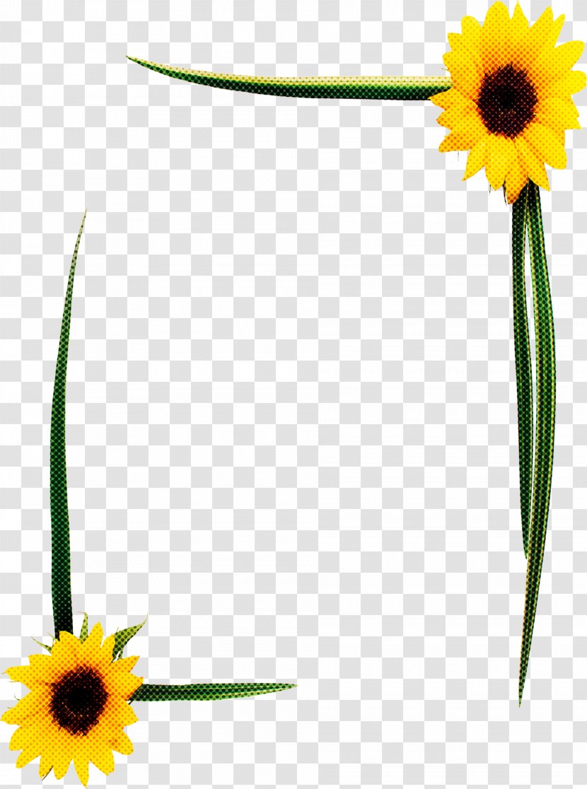 Yellow Background - Daisy Family - Blackeyed Susan Transparent PNG