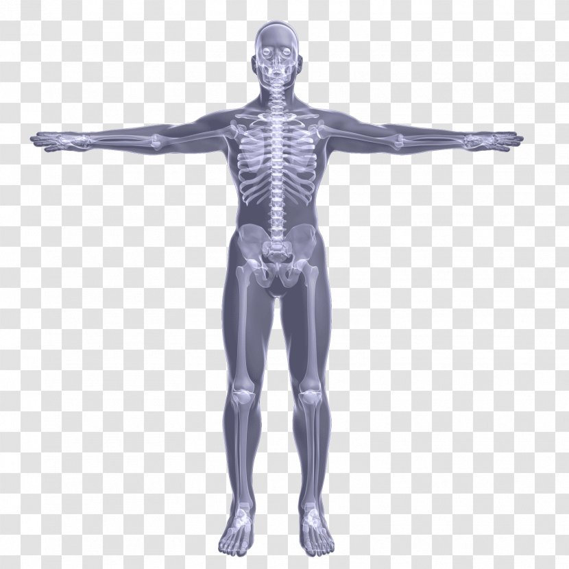 Hip Mannequin Arm Shoulder Skeleton - Heart Transparent PNG