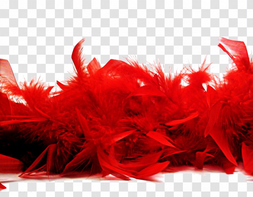 Bird Feather Boa Red Euclidean Vector - Free Buckle Material Transparent PNG