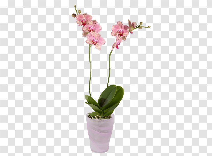Cut Flowers Moth Orchids Plant - Flowering - Pot Transparent PNG