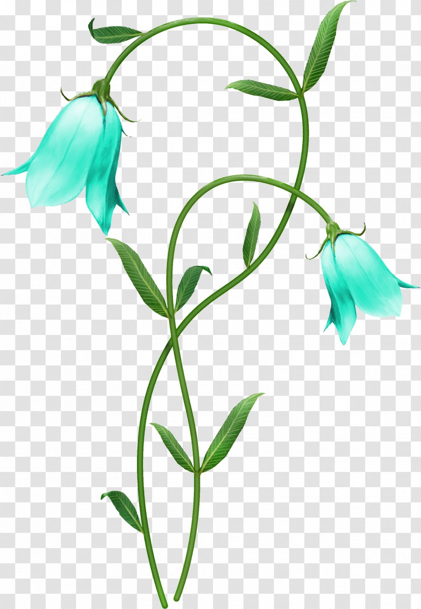 Flower Flowering Plant Pedicel Stem - Leaf - Sweet Peas Bellflower Family Transparent PNG