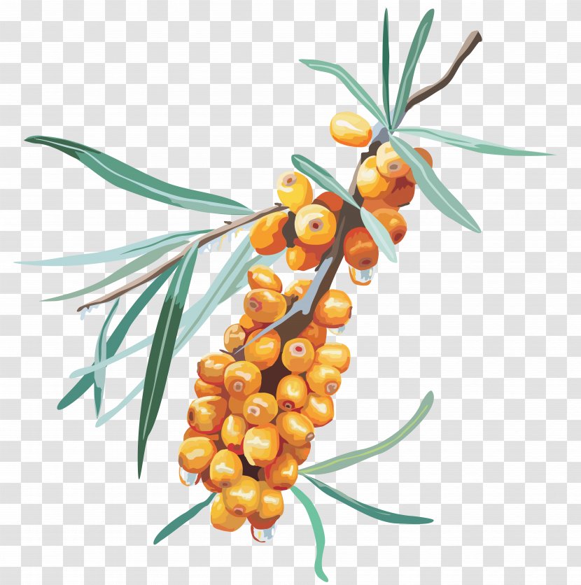 PhotoScape Icon - Jujube - Sea Buckthorn Transparent PNG