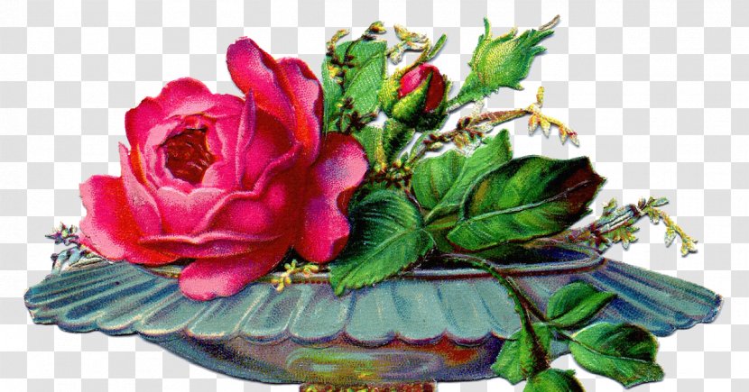 Garden Roses Cabbage Rose Victorian Era Floral Design Flower - Yahoo Transparent PNG