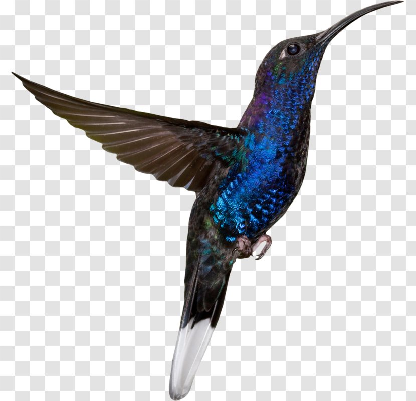 Hummingbird Sky Blue Photography - Wing - Bird Transparent PNG