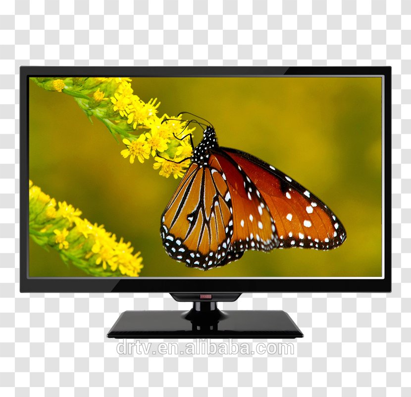 Desktop Wallpaper Butterfly High-definition Television 1080p Display Resolution - Brush Footed Transparent PNG