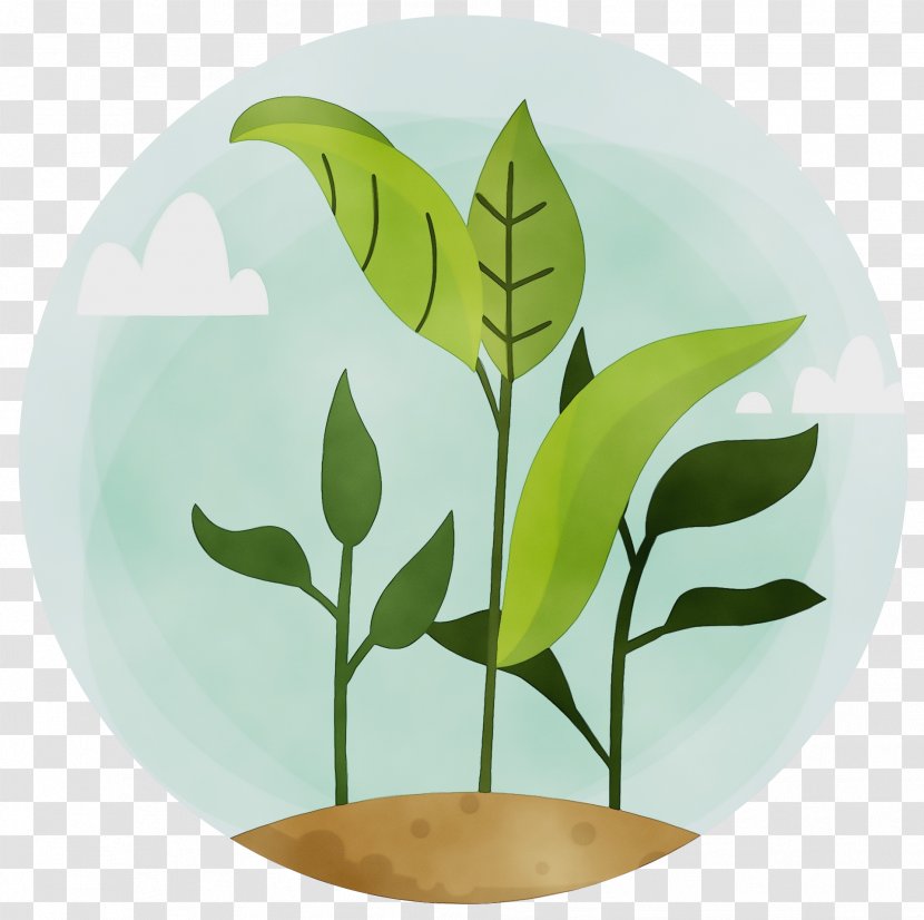 Leaf Plant Flower Plate Tree - Eucalyptus Stem Transparent PNG