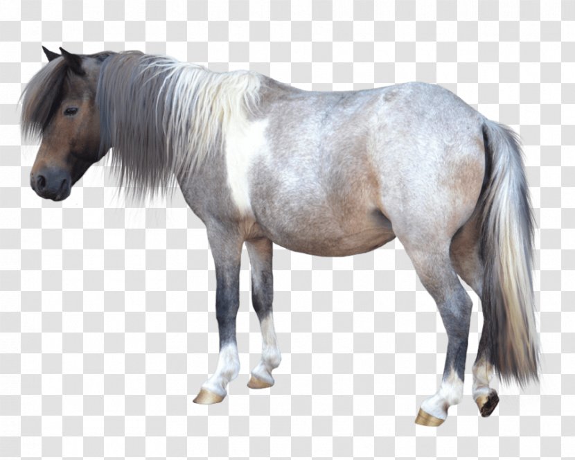 Shetland Pony American Miniature Horse Transparent PNG