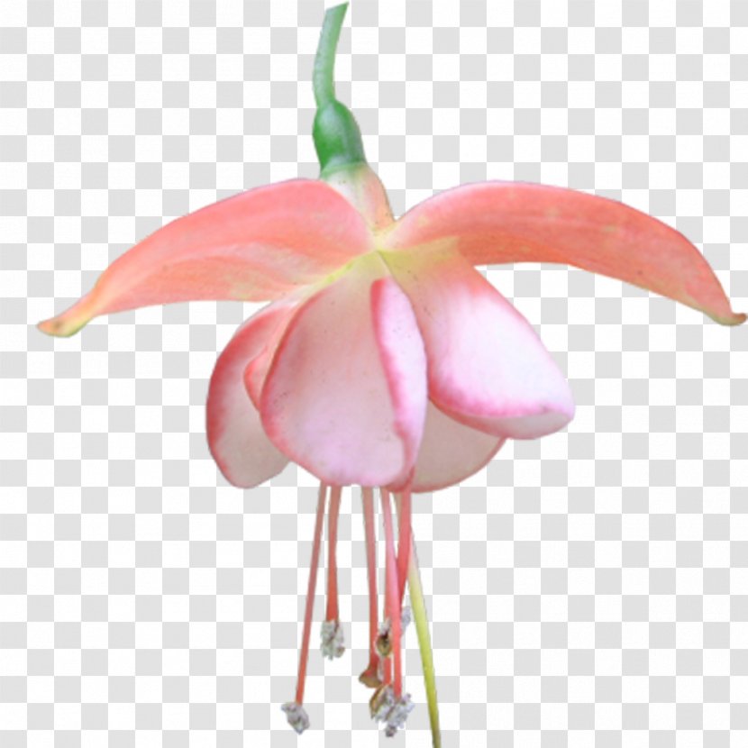 Fuchsia Cut Flowers Moth Orchids Juliapa Transparent PNG