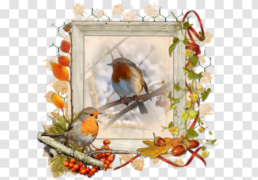 European Robin Bird Feather - Poet Transparent PNG