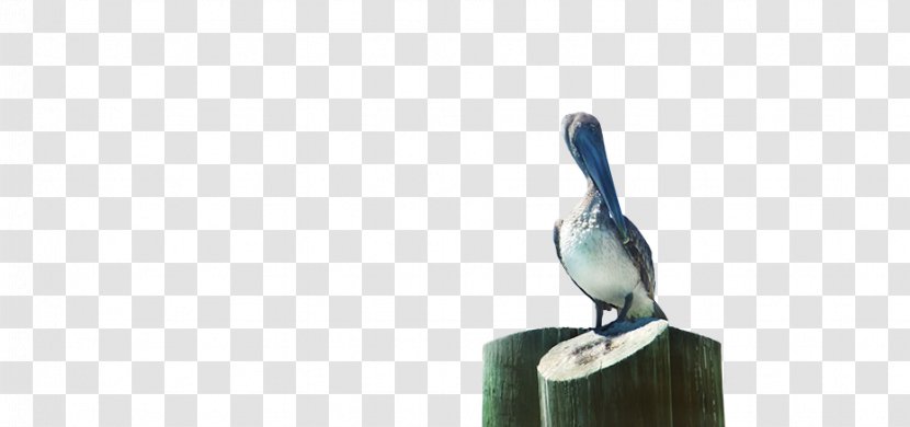 Beak Brush - Bird - Buckle Up Transparent PNG