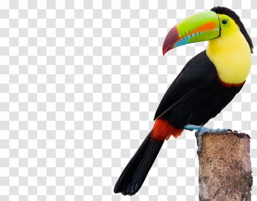 Keel-billed Toucan Toco Channel-billed Bird Collared Aracari - Iguana Transparent PNG